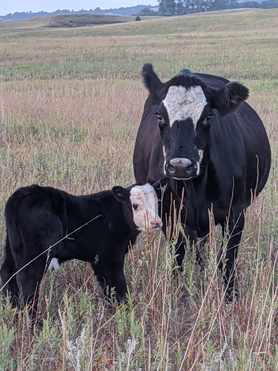 JakobFarms's tweet photo. There's just something about baldy cattle #baldytalk #fallcalving https://t.co/Vdar8AHSsj