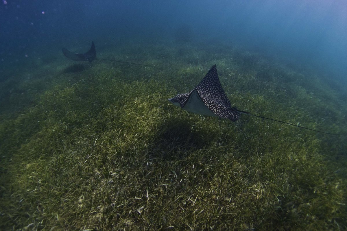 BoardshortsBen's tweet photo. My copy of #BeAWaveMaker has arrived. 

So cool to see my story in print featuring awesome illustrations including this one of eagle rays from Mexico. 

@ProjectSeagrass https://t.co/peCLcDU0CF