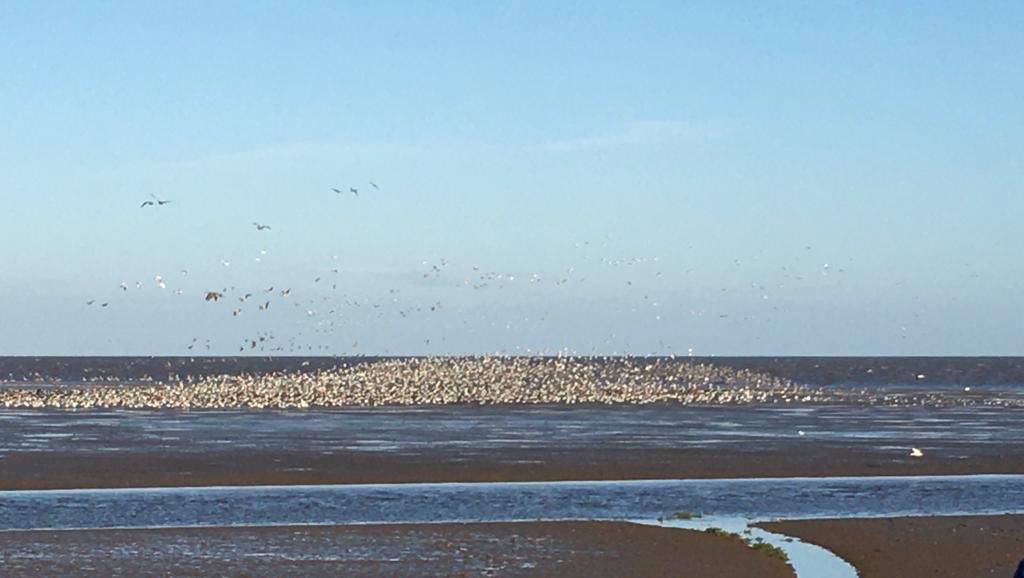 TonyDevenish's tweet photo. Lovely morning at #RSPBSnettisham this morning with good numbers of Knot, Barwits, Oiks, Ringos, Grey Plovers with a Merlin and a Peregrine adding to the drama. Plus House Martins and Swallows passing through, inc 2 sat on a dead Elder. https://t.co/r7e9ZuDCKJ