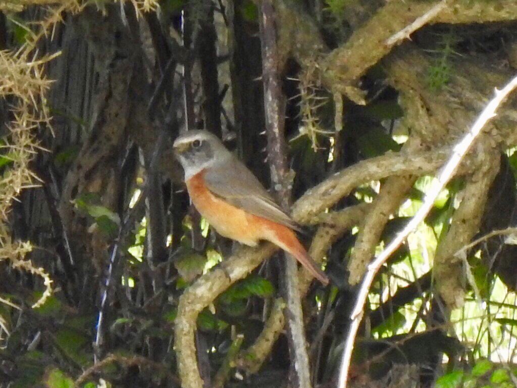 Kevinhale1973's tweet photo. Beer Head: Today’s highlights 3 Redstart (2 smart males) 2 Wheatear, 6 Whitethroat a scattering of Blackcaps & still 40+ Yellow Wagtails #beerhead #patch #migrants @DevonBirds @southdevonbirds https://t.co/gCGkyz9JfB