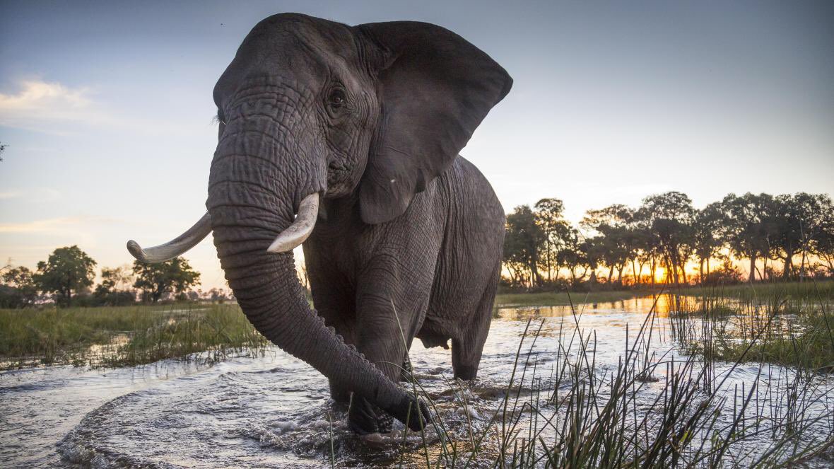 ElephantCouncil's tweet photo. Why are elephants dying? 
The race to solve the mystery of mass die-offs. Hundreds of elephants die mysteriously in Southern Africa #Elephants https://t.co/zfEalz5hiQ https://t.co/NJ4MfsuzjP