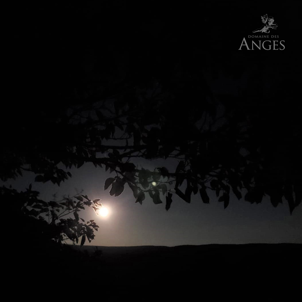 A full September moon on Domaine des Anges. 😍🌕
#domainedesanges #fullmoon