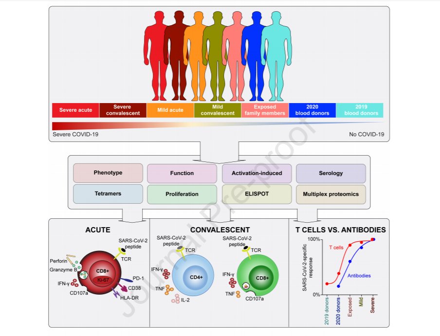"Robust T cell immunity in convalescent individuals with asymptomatic or mild COVID-19" - Read the article appearing in <a href="/CellCellPress/">Cell</a> hubs.ly/H0vrFJ10 #COVID19 #SARSCOV2 #immunity