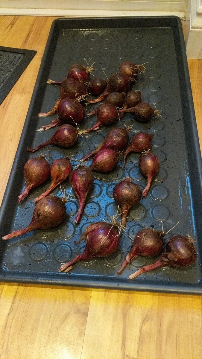ChrisTomsett's tweet photo. Productive day harvesting some lockdown crops #growyourown #topspuds #potatoesintyres #peppers #onions 🌰🌶️🥔 https://t.co/kaT7Df8cEw