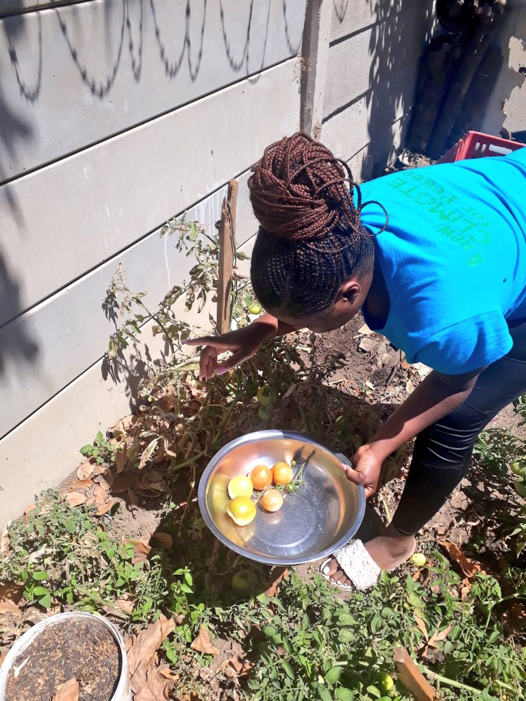 Harvesting time 🍅🍅🍅 after talking we put it into action.

#Backyardgarden
#Foodsecurity
#YouthinAg

Cc: @EnableAgWomen