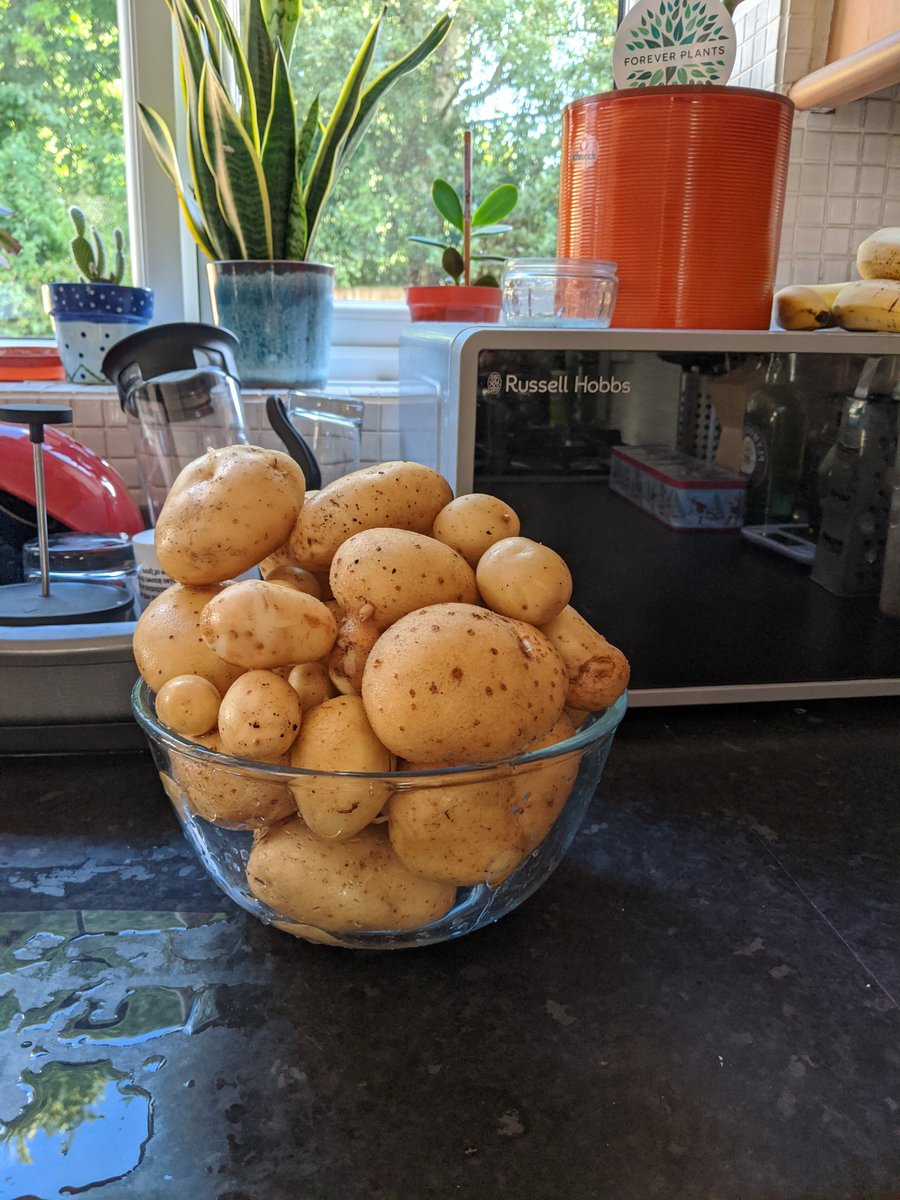 ChrisTomsett's tweet photo. Productive day harvesting some lockdown crops #growyourown #topspuds #potatoesintyres #peppers #onions 🌰🌶️🥔 https://t.co/kaT7Df8cEw