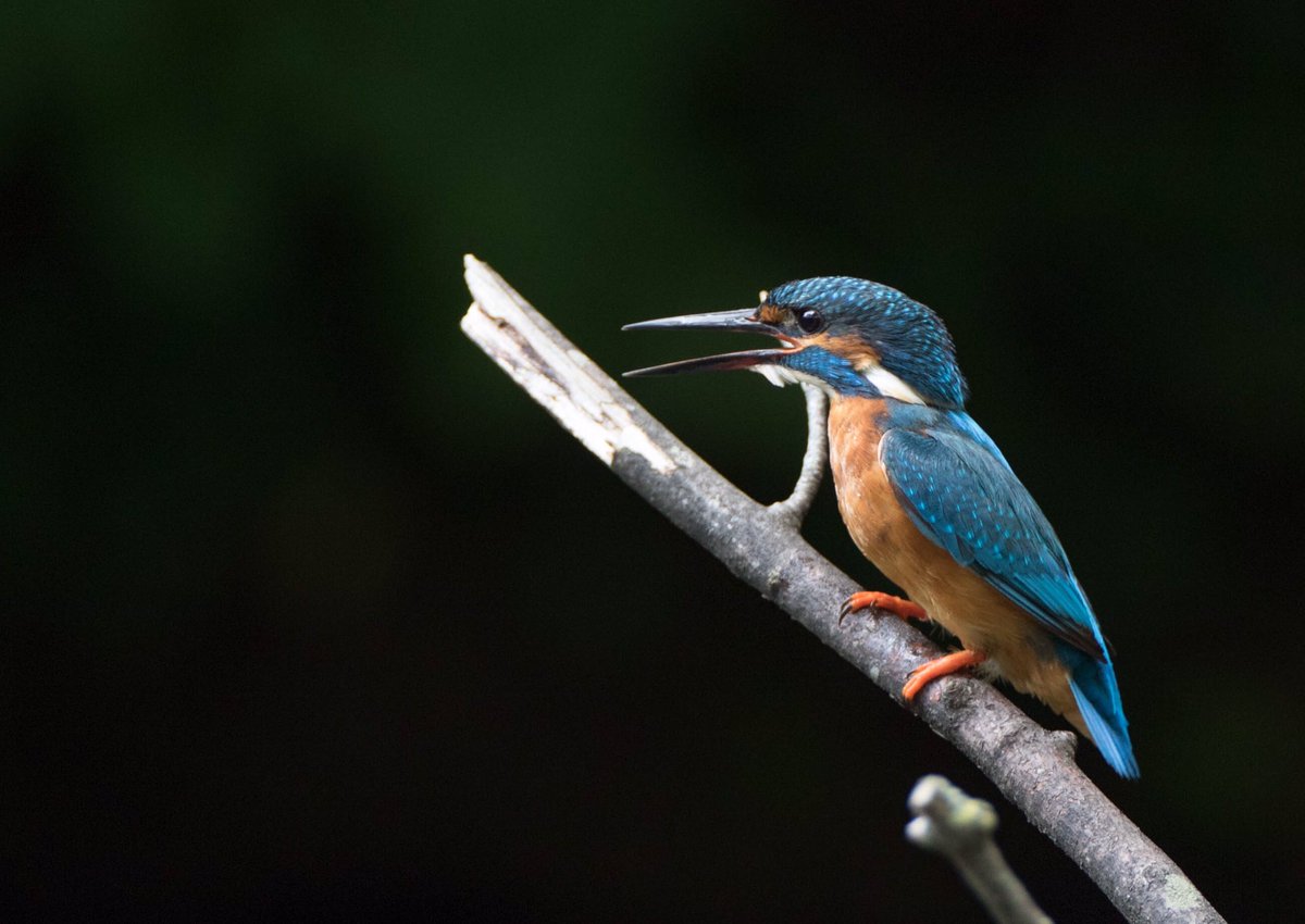 Wildlifehappens tweet media