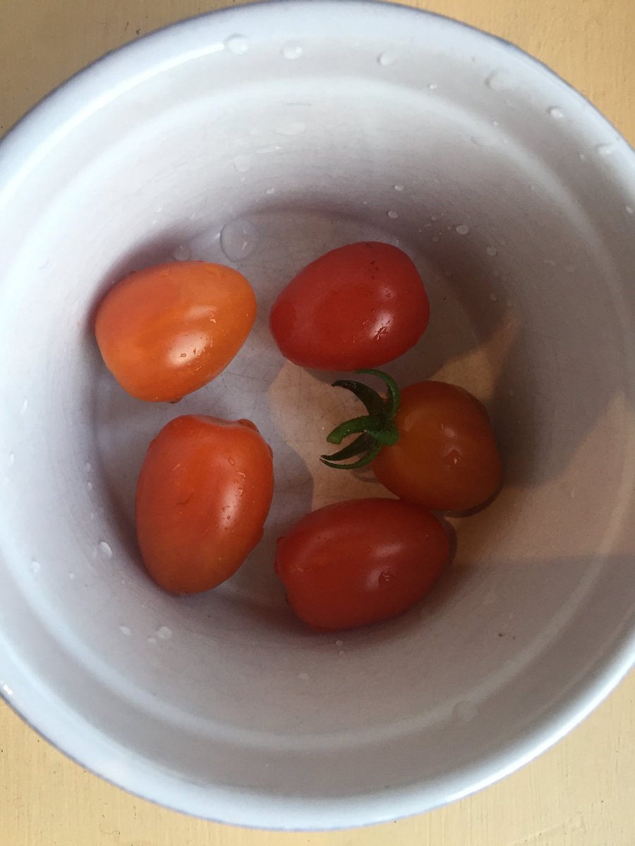 Whilst I’ve been away on my jollies....looks what’s happened!! By completely neglecting them I’ve grown my first tomatoes!! I’m ready for my first orders😂😂