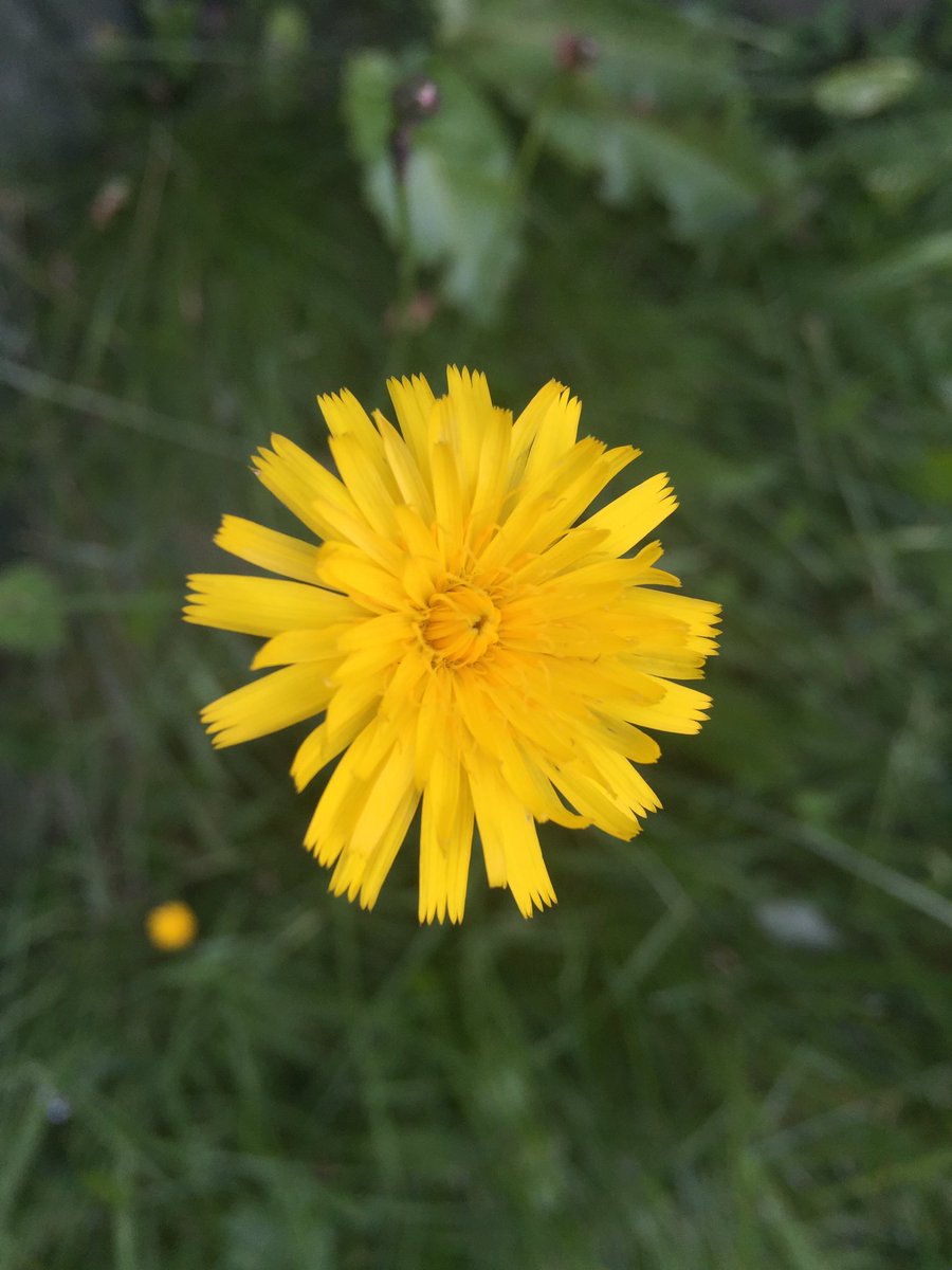 Embrace your weeds! Dandelions provide around 5% of all the nectar available for #bees and white clover provides almost 30%! #JimmysBigBeeRescue with @jimmysfarm on NOW @Channel4 #bumblebees #pollinators #SaveTheBees @screenscots @PoMScheme