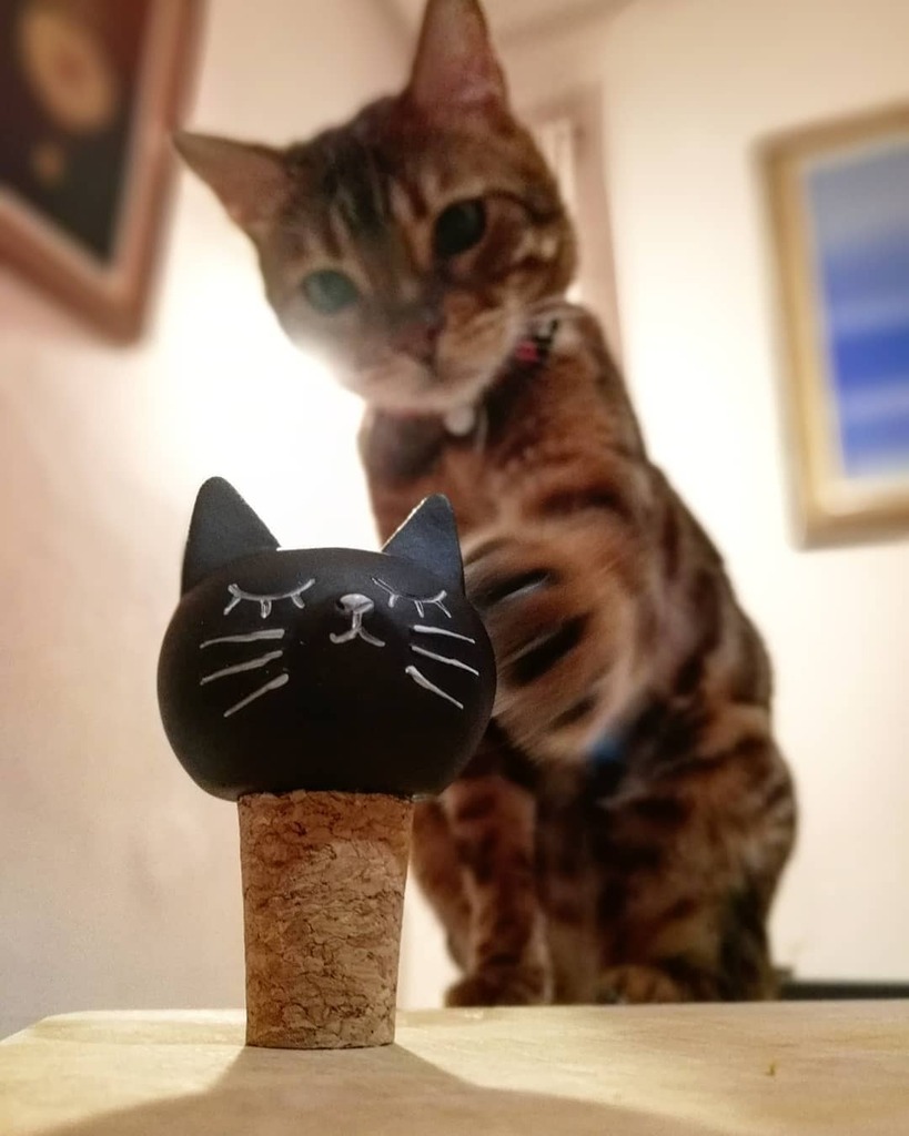 kinusonio's tweet photo. New special #cork for @wasabisonio !!!

#bengal #bengal_cats #cat https://t.co/rCRGRmQxsK https://t.co/DCFEtxooX7