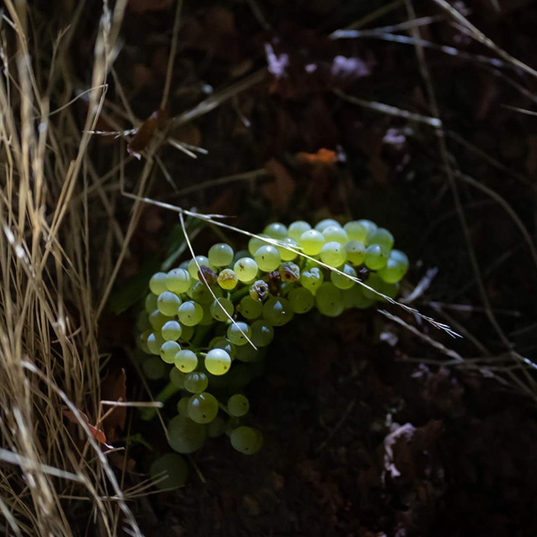 RubinoEstates's tweet photo. Not every cluster makes it. But what does, will become our estate-grown Riserva or Landmark Chardonnay. 

#rubinoestates #rubinoestateswines #livermorevalley #livermorevalleywines #harvest #vineyardviews https://t.co/uHiaiVS8Ty