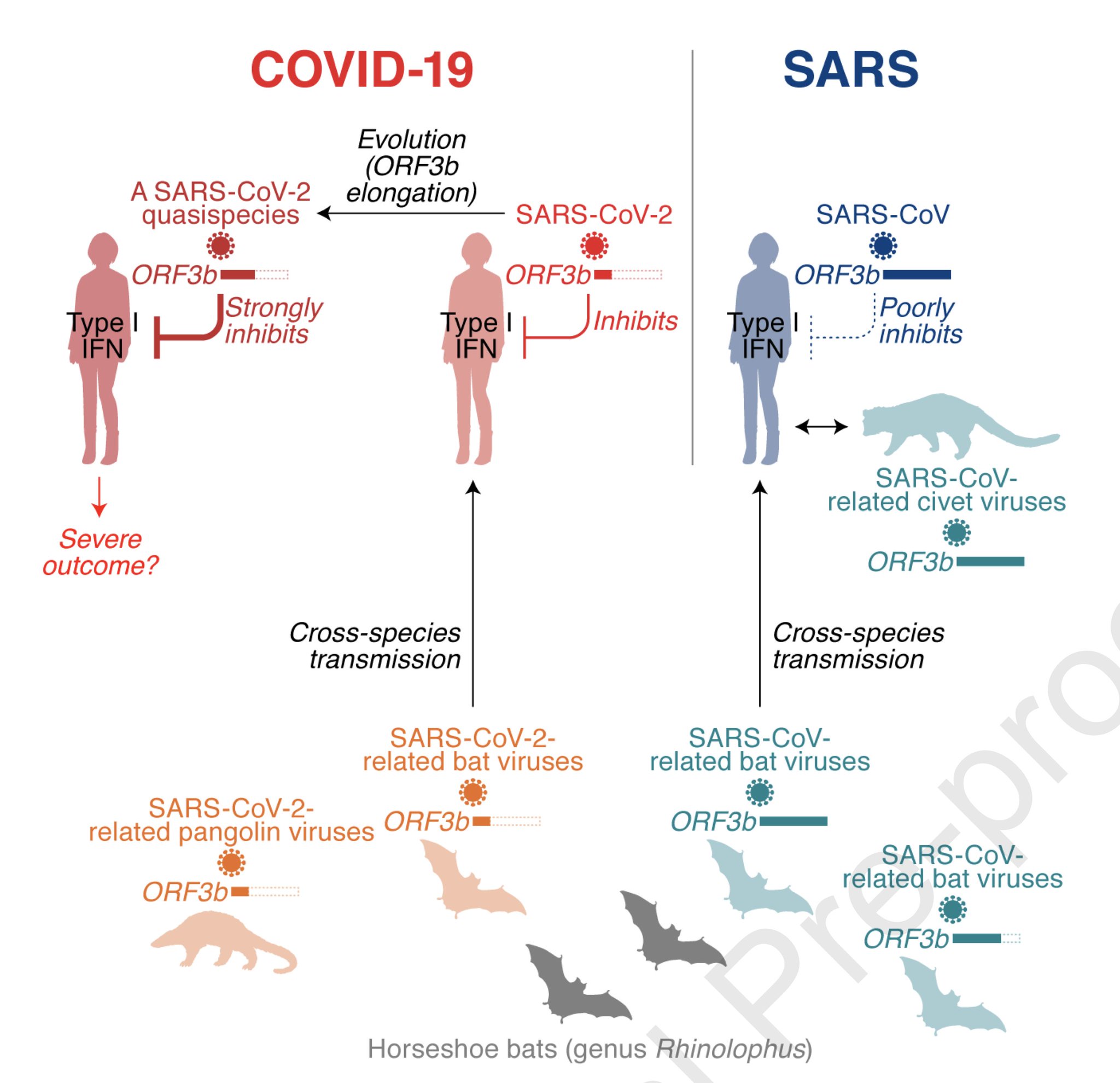 Eric Topol Part Of Our 1st Line Of Defense To Sarscov2 Relies On Type 1 Interferons Ifn It Turns Out This Virus Has A Potent Antagonist Stop Codons In The
