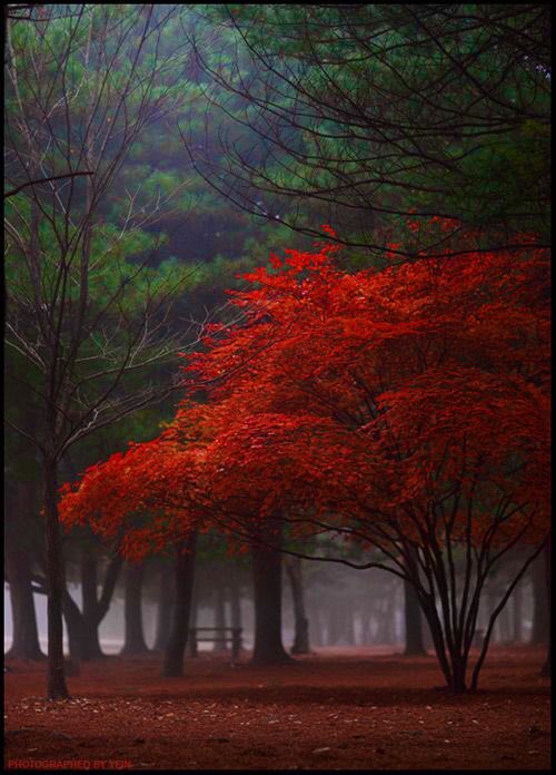 the untamed/mdzs characters as trees - a very short thread wei wuxian: