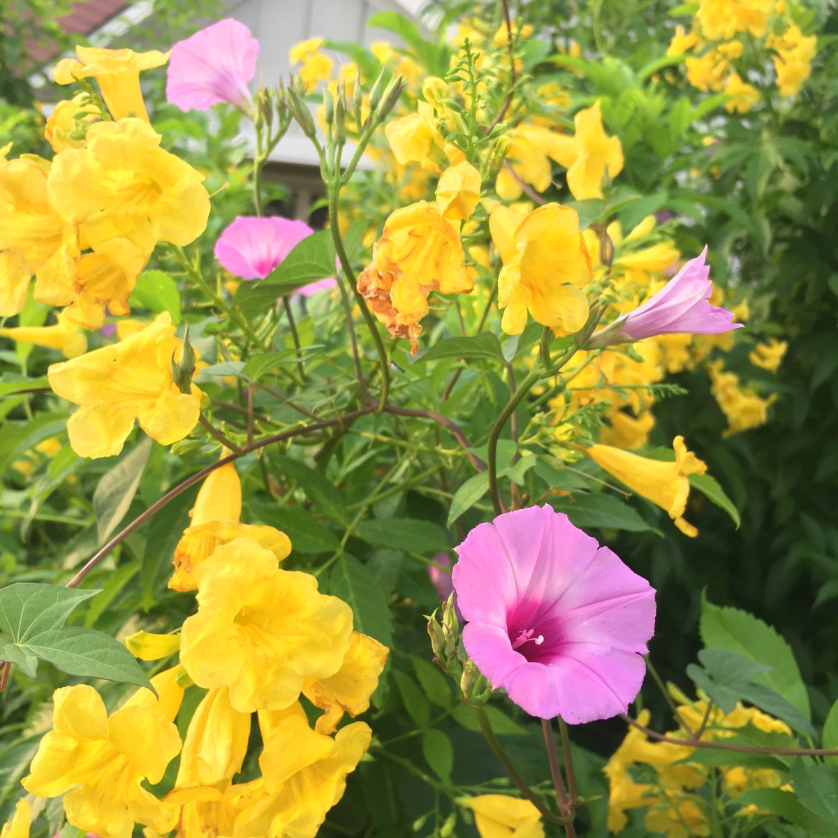 dreamelder's tweet image. #gorgeousnessgalore #WeAreInterconnected