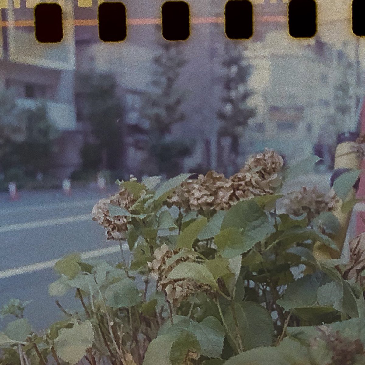 kaz_photolog's tweet photo. 今日のお写真。
自分で反転すると色が安定しない
#rolleiflex
#sl26
#自家現像 https://t.co/Lf52MuCDY8