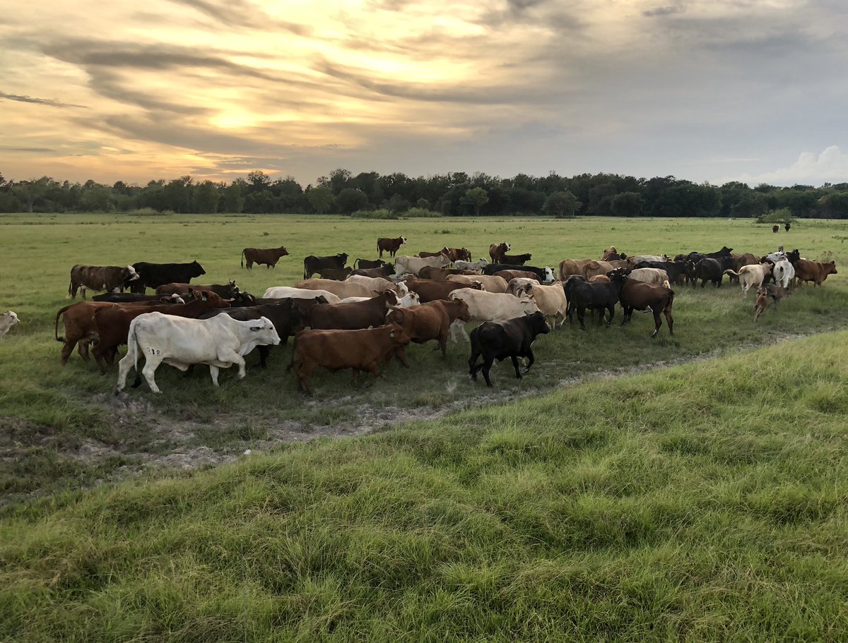 KaleyWilder's tweet photo. Home is where the herd is 🤍 #LazyLuCattle https://t.co/40bN0Shn5p