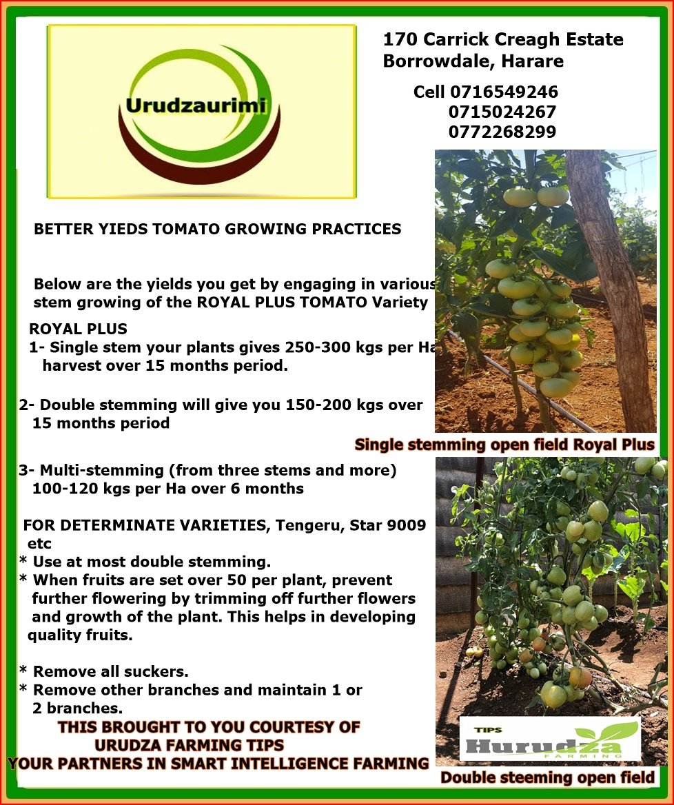 HurudzaT's tweet photo. We guide Farmers to achive higher quality produce in Horticultural produce https://t.co/FQ0ZwQrVms