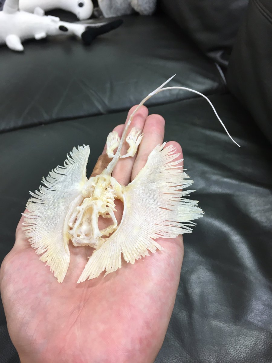 アカエイの全身骨格標本（プラスティネーション） 試作6回目でやっと