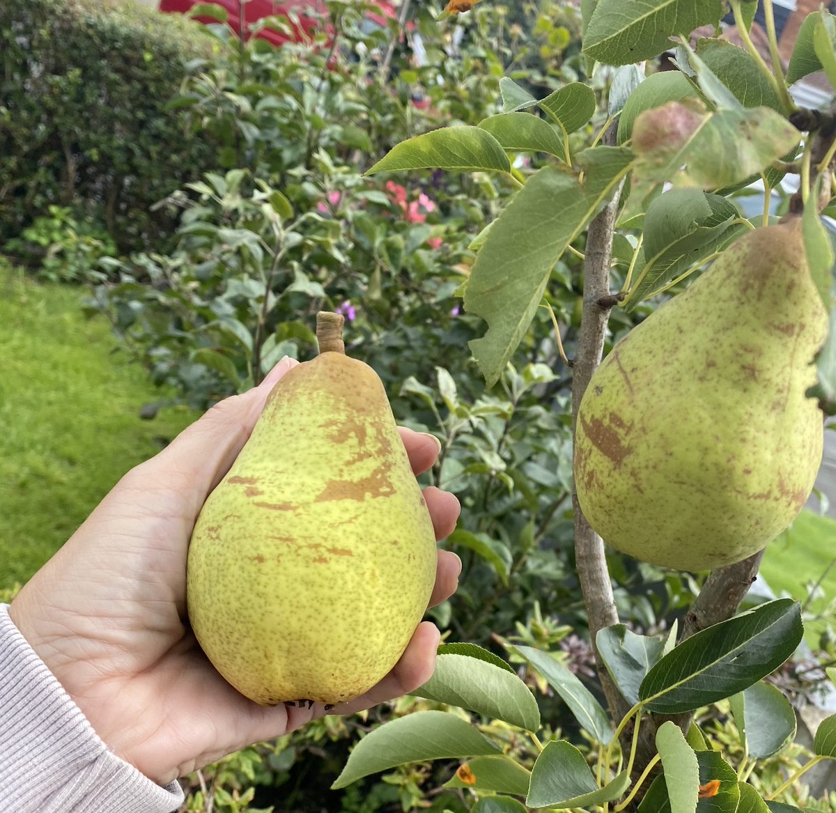 ginderellaella's tweet photo. Today’s the day #miniorchard #apples #pears 🍐🍐 https://t.co/LGVhT1vJps