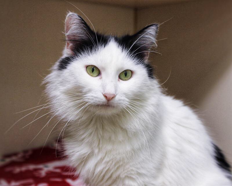 Raven was found as a pregnant stray— her kittens have since found their forever homes, now it’s her turn ❤️ Learn more about Raven from our Dedham location this #caturday at bit.ly/ARL_Adopt #adopt