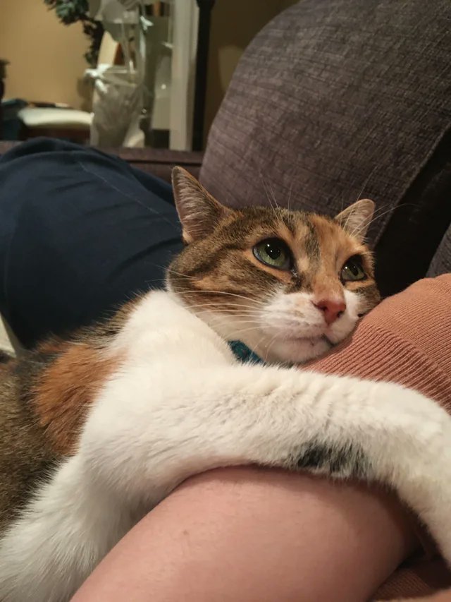 catsfootprint's tweet photo. When I adopted Penny from a shelter 10 years ago she was scared and aggressive. Today she is the most loving cat I have ever met.

Via: hitthebrownnote

#cats #catsofinstagram #cat #catlover #catlovers #meow #kittens https://t.co/IT04c6xWY3