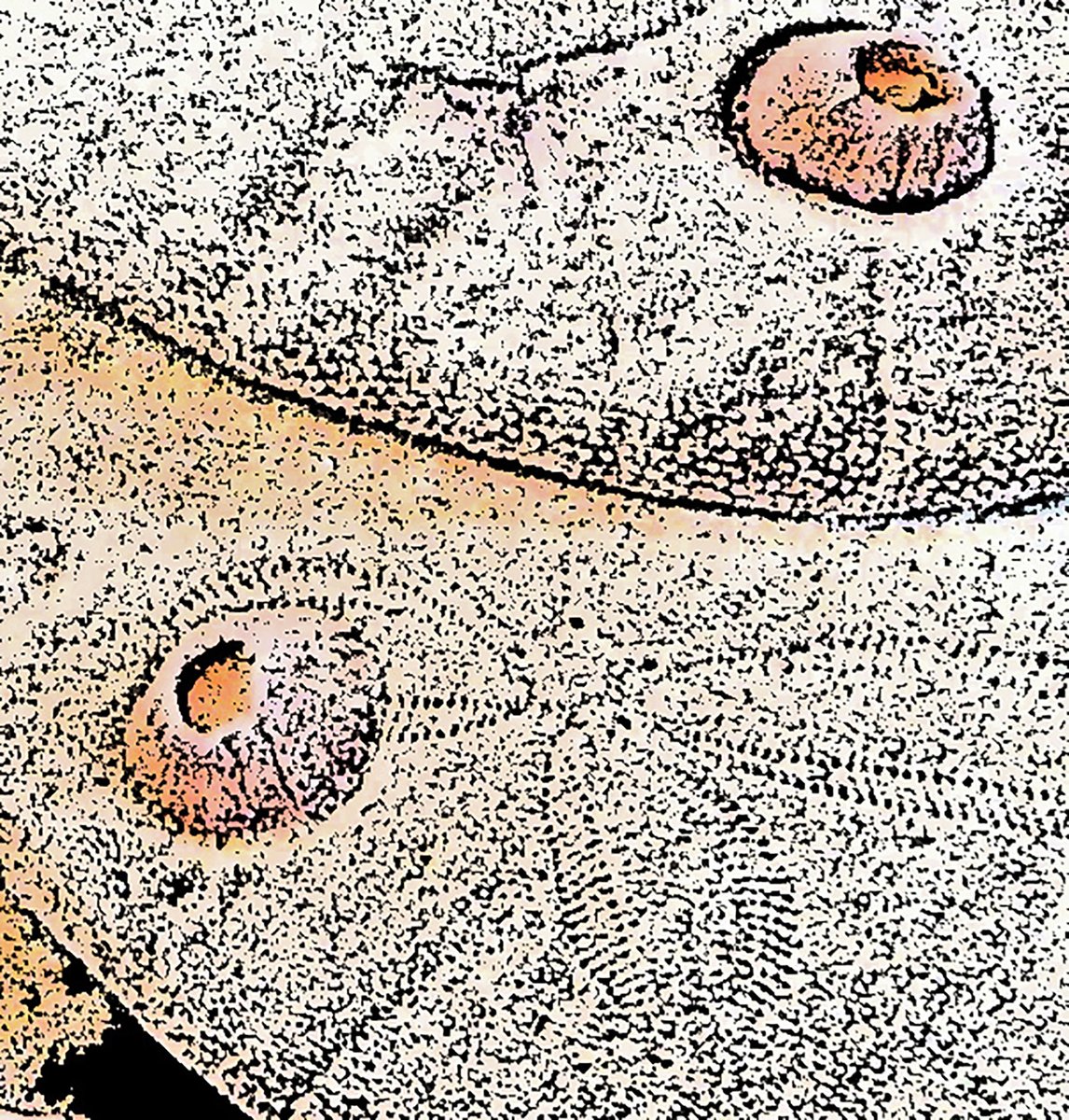junefaulkner24's tweet photo. #hertsopenstudios Today It's All about the detail - close up photographic images of sand dollars https://t.co/2AHtB2rMmF