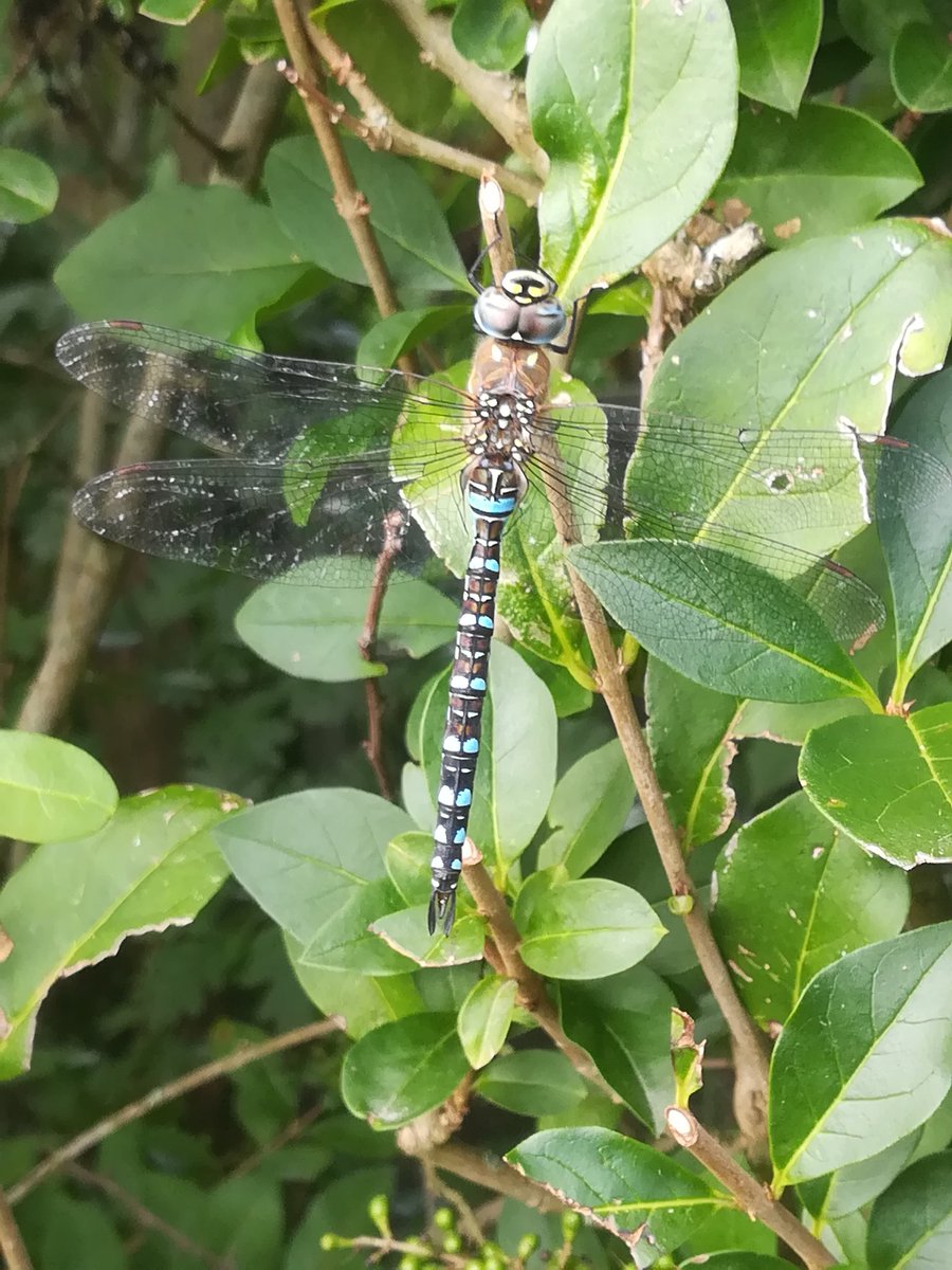 Reuze libelle ...