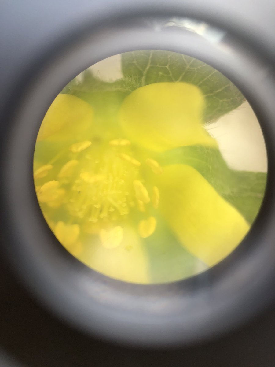schnekser's tweet photo. Views from the field with one of my expedition teams—third grade scientists investigated microscopy this week #expeditionschnekser #disruptingscience #outdoored https://t.co/JIqrQfoExq