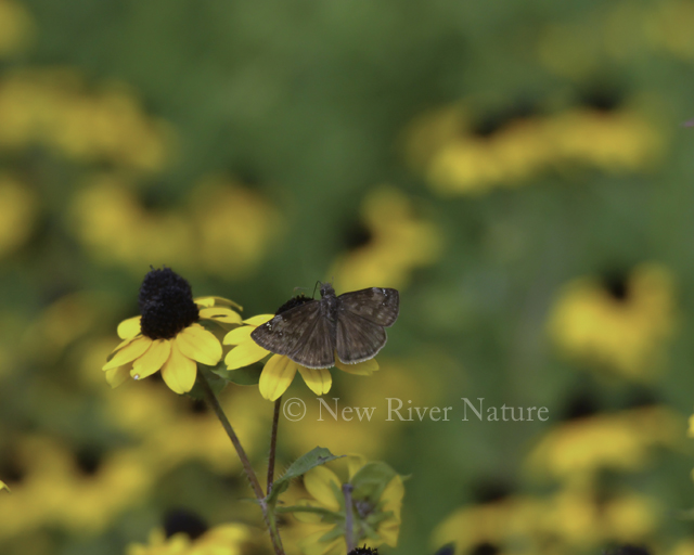 KerriFar's tweet photo. There is an #Autumn feeling in the air ~ https://t.co/2KNn9gieRx ~ #duskywing #butterfly in the #flowers ~ #NewRiverNature #NaturePhotography - https://t.co/mWjAz3IosU https://t.co/FDERqXvs3s