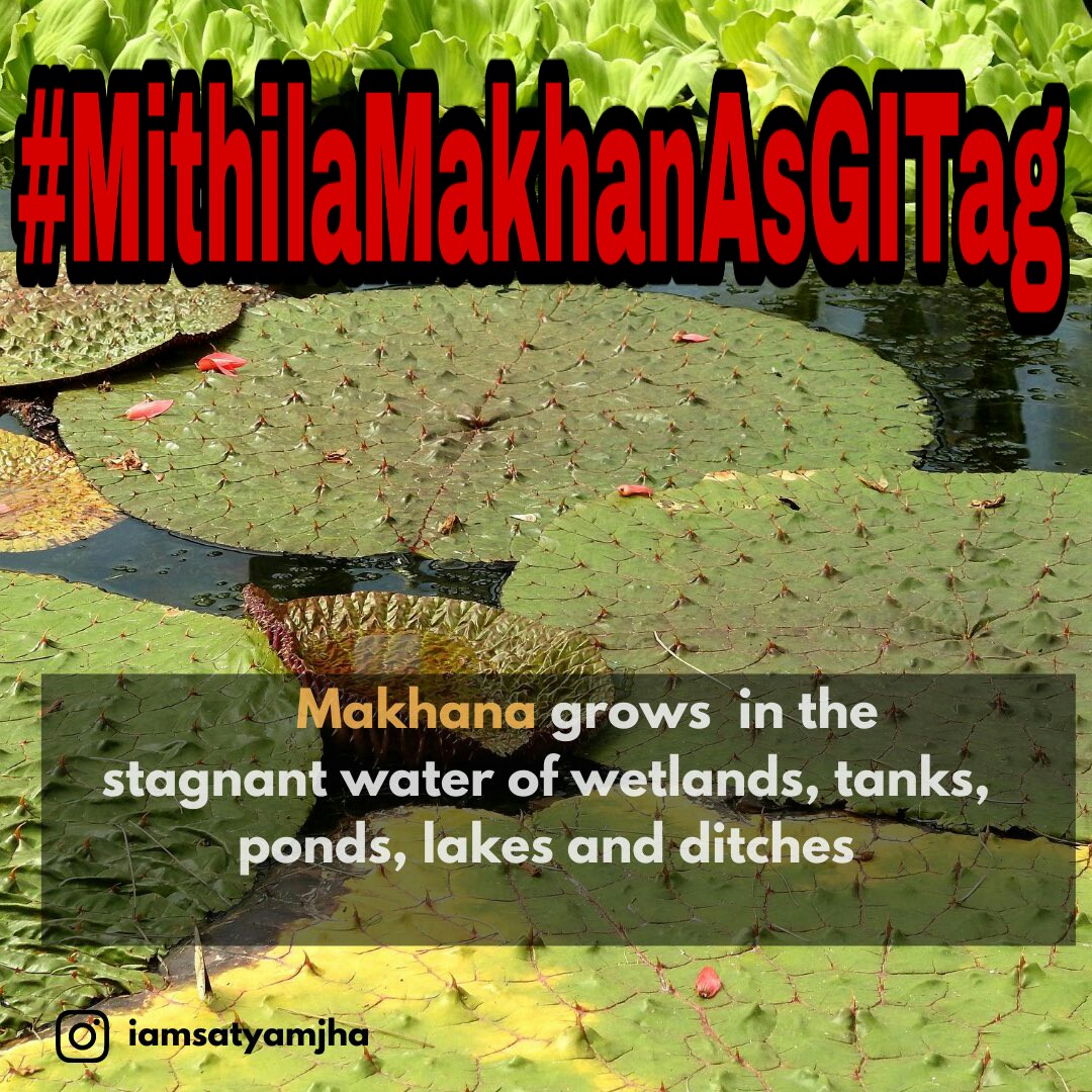 RaniMis22765929's tweet photo. #MithilaMakhanAsGITag 
@pushpampc13 @SanjayJhaBihar 
@PMOIndia @narendramodi
 @gopalkumarjhaa 
@NitishKumar
@SushilModi @irvpaswan 
@pankajjha_
@Adarshjourno
@shwetajhaanchor
@kumarprakash4u
@rohit_manas
@SwetaSinghAT
@AbpBihar  @News18Bihar
@ZeeBiharNews
#MithilaMakhanAsGITag https://t.co/mhO2R2dXPn