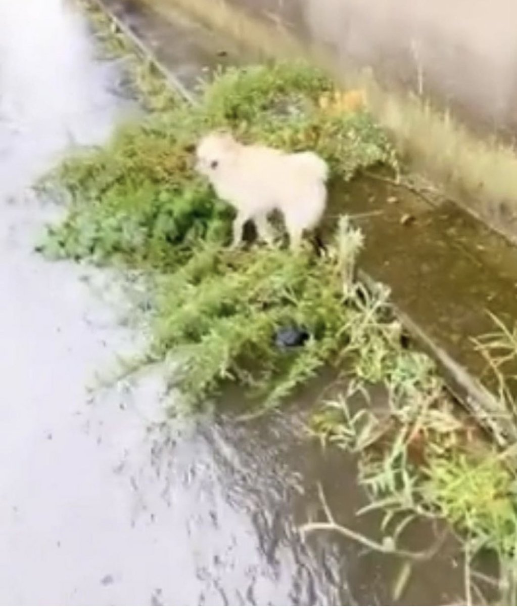 takotakoalha's tweet photo. 名古屋市港区で迷子の犬を見かけたそうです…🆘

🔵台風の影響で水没してるそうです…
一刻も早く保護されますように🙏
🔴情報提供願います🙏

雨で道が水没してるところでずぶ濡れで小刻みに震えてウロウロしているポメラニアン…

#愛知県 #ポメラニアン #保護してます #探してます #迷子犬 https://t.co/YxL5hfZDZ9