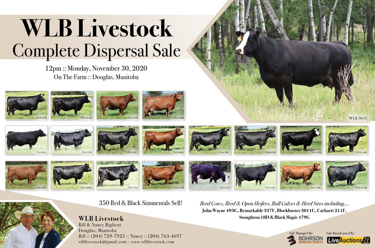 Your pre-sale appraisal would be most welcome #simmental #canadainbeef #bohrsonmarketing #wlblivestock