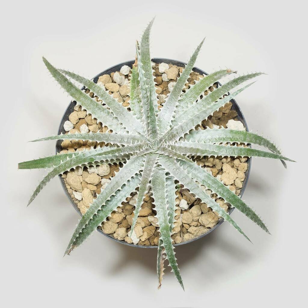 luxplants's tweet photo. [ 入荷情報 ]
1株追加しました。
Dyckia 'Dancing Darvish' https://t.co/tvABjHZNxi https://t.co/Vt3NUO0Qr9