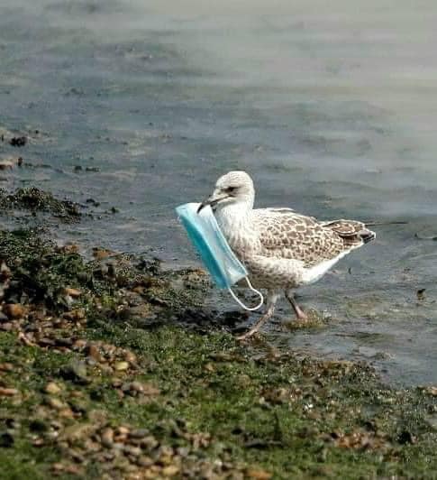 Clean Up Britain tweet media