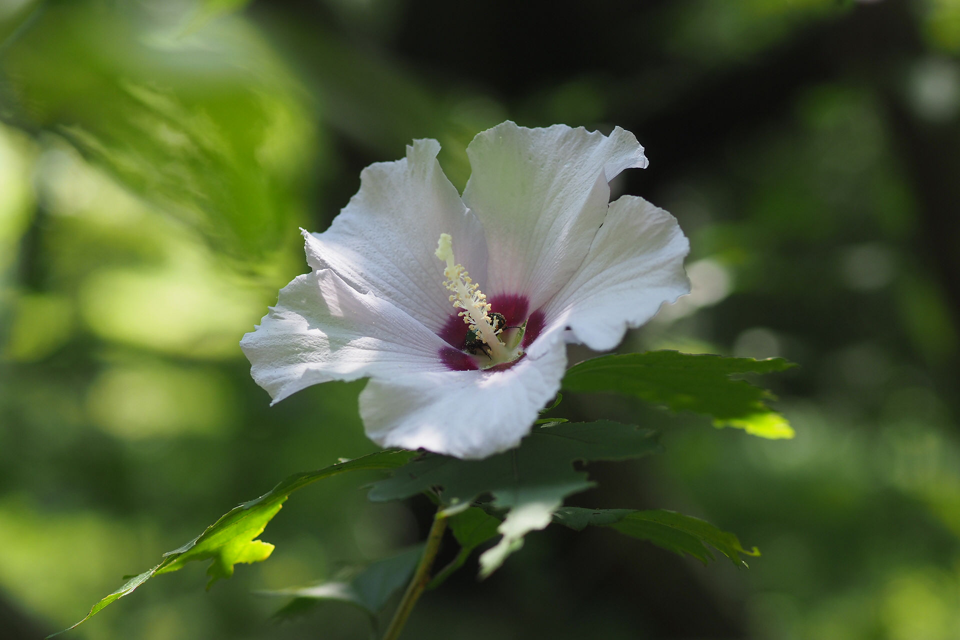 日高トモキチ 新企画準備中 レオノーラの卵 発売中 Ymo 京城音楽 で 国の花は ムクゲ と歌ったのは坂本龍一教授 本邦でもおなじみのムクゲ 木槿 はお隣韓国の国花でもある 写真1 2枚目がそのムクゲの花です でも3枚目はフヨウ 芙蓉 なんだ