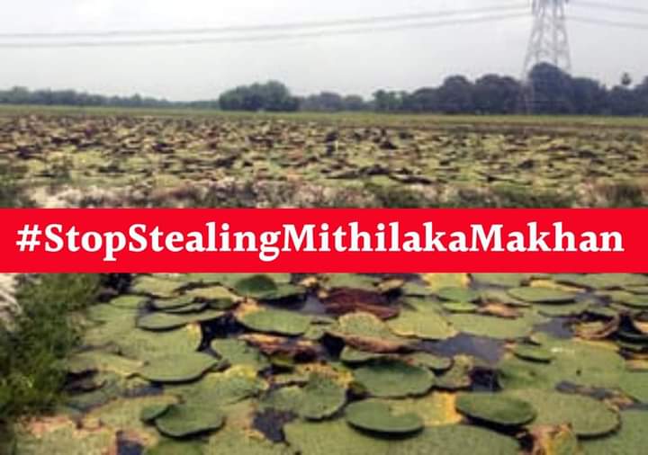 MaithiliChhaya3's tweet photo. #MithilaMakhanAsGITag https://t.co/uMXV9SwqIB