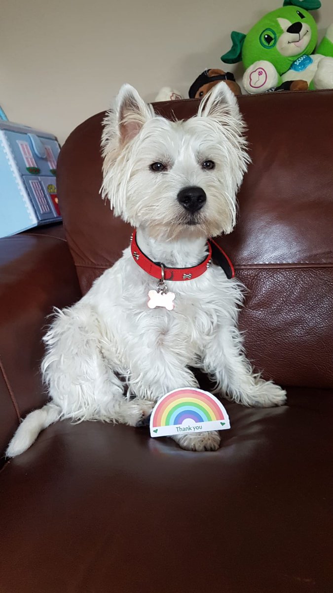ashworthburn's tweet photo. #VIPrainbow @Petsathome Our proud boy Enzo, Lord of the manor 😍🙂😍🙂😍 https://t.co/Fojuit1aC1