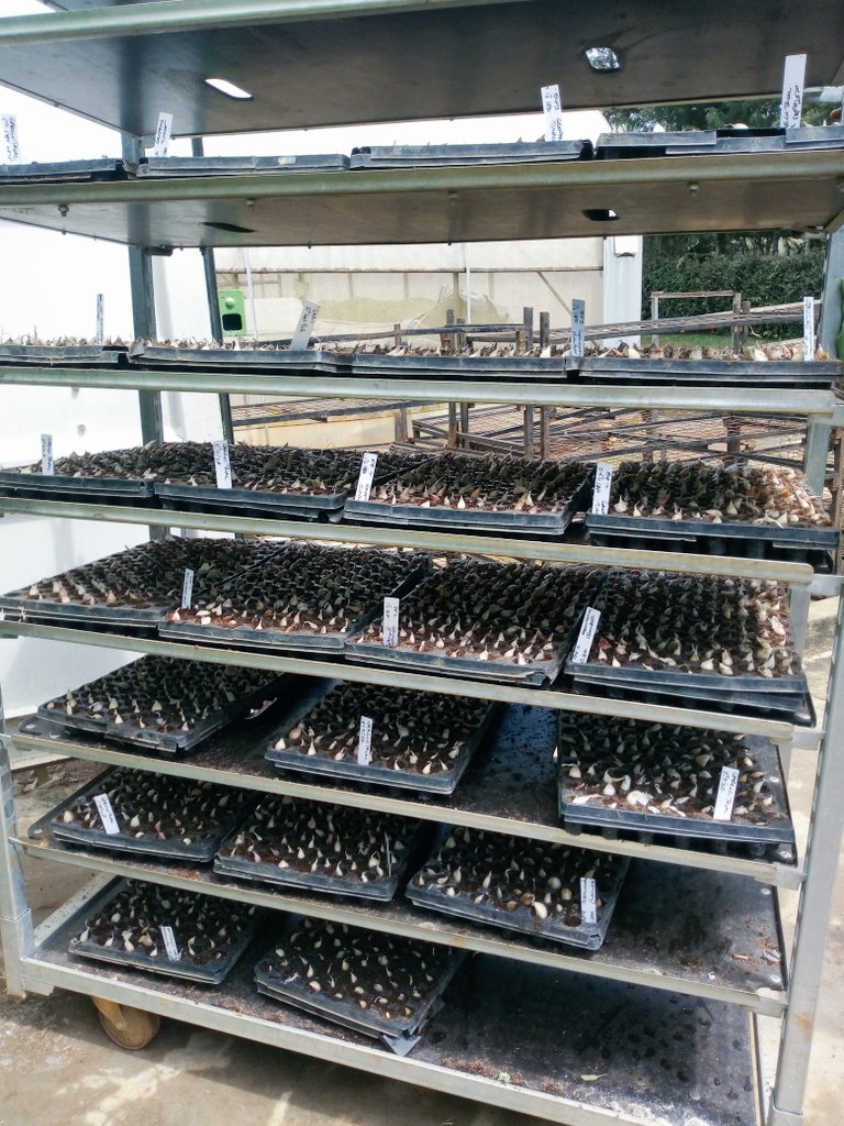 ChebbyWinnie's tweet photo. Garlic Farming is one of the most profitable venture in Kenya. 
Big question is can we be able to break seed dormancy in less than a month such that we can have constant supply of seedlings every month? Well this is our project for the next few week.
I'm turning into a scientist! https://t.co/mzIRkLX5X9