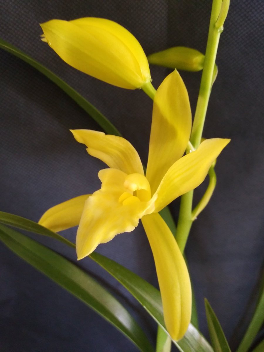 PetrovichBilly's tweet photo. Cymbidium Golden Elf (ensifolium x Enid Haupt) is blooming today #orchidshare #MyFirstCymbidium https://t.co/BRVRiQM2J3