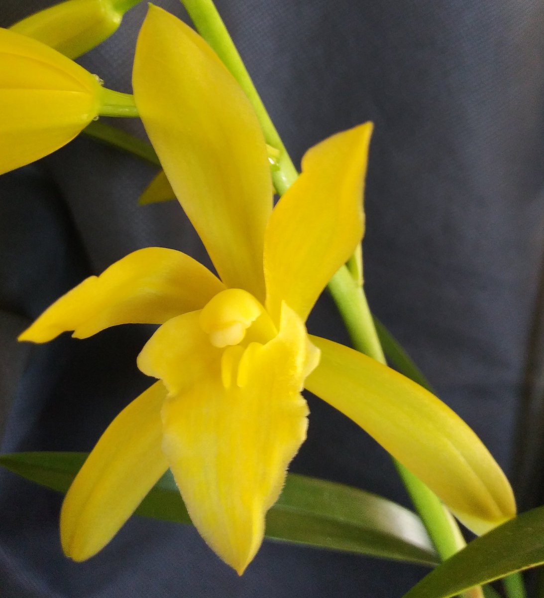 PetrovichBilly's tweet photo. Cymbidium Golden Elf (ensifolium x Enid Haupt) is blooming today #orchidshare #MyFirstCymbidium https://t.co/BRVRiQM2J3