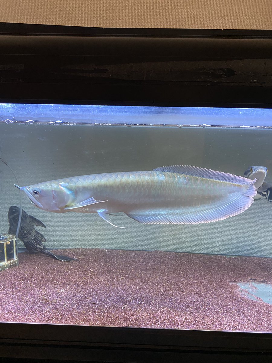 レッドスネークヘッド