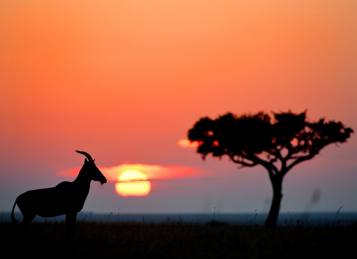 Tuliadestin's tweet photo. https://t.co/iRsHVlP5nw creates transformative experiences in order to protect and prolong world natural wildlife habitat
Book now your hotel room, tour destination, flight by login to https://t.co/iRsHVlP5nw

#travel #bookingyeah #wildlife #wildlifephotography #safari #tour https://t.co/XMNKwPxAb4