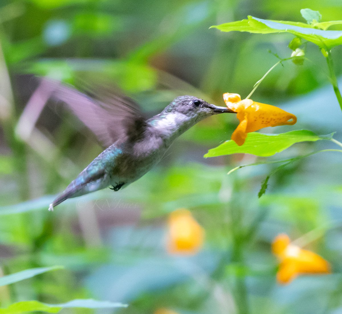 Happy #Nationalhummingbirdday! This female ruby-throated hummingbird will aggressively defend nectar sources such as this orange jewelweed from other hummingbirds to meet her high daily energy demands. #wildlifephotography #birdphotography #pollinators