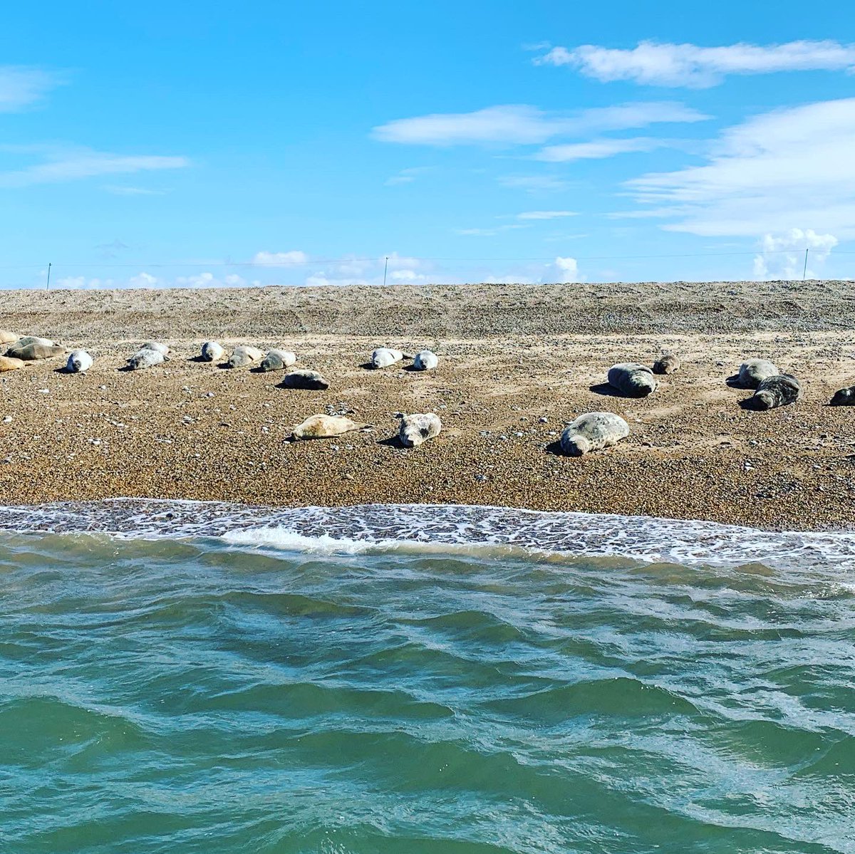 RachelMutters's tweet photo. Great time as always with @TempleSealTrips . 30th year of coming and it was so nice to see the seals bobbing about in the sea! #seal #templesealtrips #blackeney #norfolk @visitnorfolk https://t.co/nllSWBIBJZ