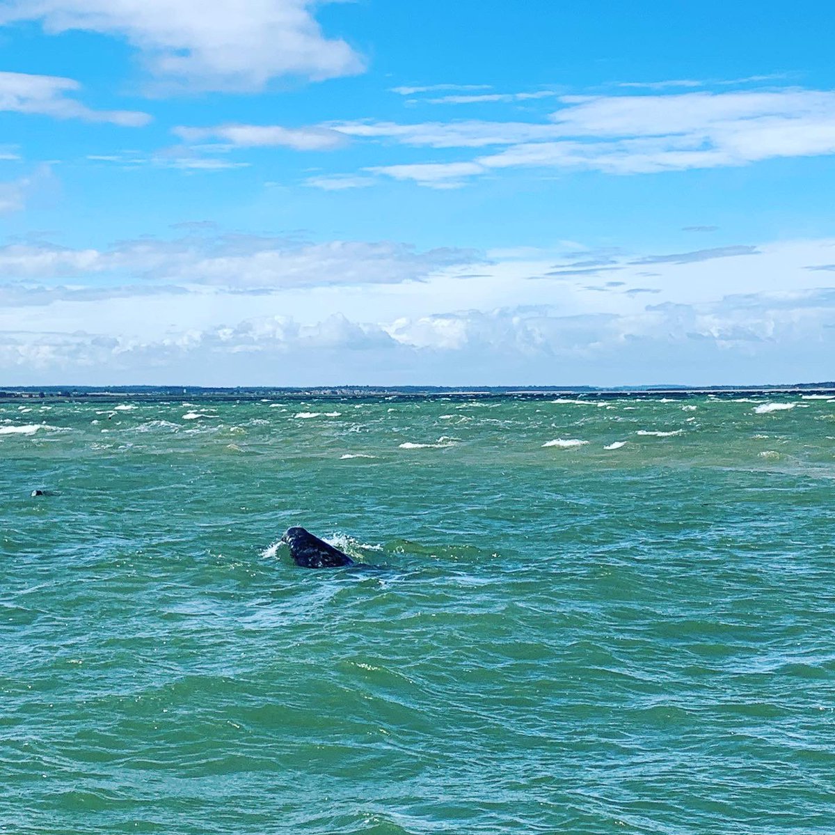 RachelMutters's tweet photo. Great time as always with @TempleSealTrips . 30th year of coming and it was so nice to see the seals bobbing about in the sea! #seal #templesealtrips #blackeney #norfolk @visitnorfolk https://t.co/nllSWBIBJZ