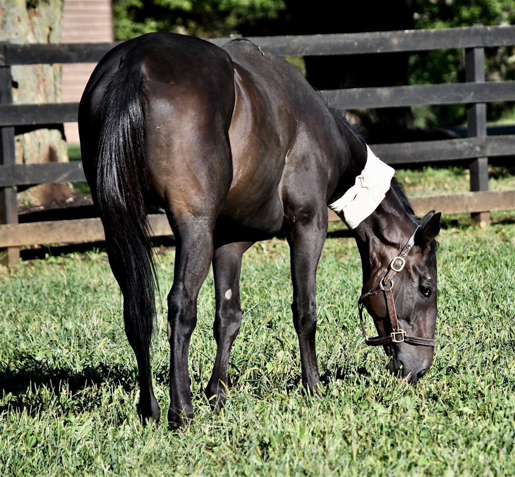 HoganEquine's tweet photo. Never underestimate the healing power of green grass ☘️and sunshine ☀️ for a sick, hospitalized horse. This TB has a rare bacterial endocarditis of his heart valve but is really responding to medical therapy and loved this treat of a morning outside (despite the IV catheter 👩🏼‍⚕️ ) https://t.co/Sl2jMDoAAO