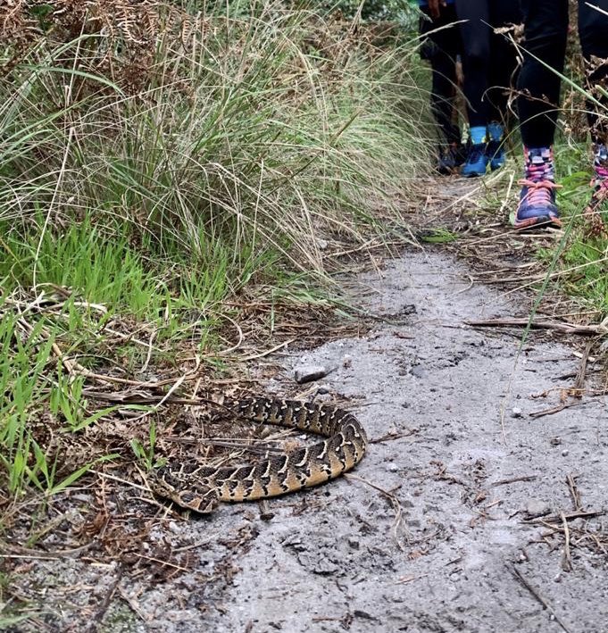 Maahir1Salie's tweet photo. Exploring Hermanus trails on the @ninetyone_sa virtual challenge #runbike91 ...ps: spotted a puffadder along the way ๐#teamfrenchtoastmafia #strong2run https://t.co/gtHtsXcOOf