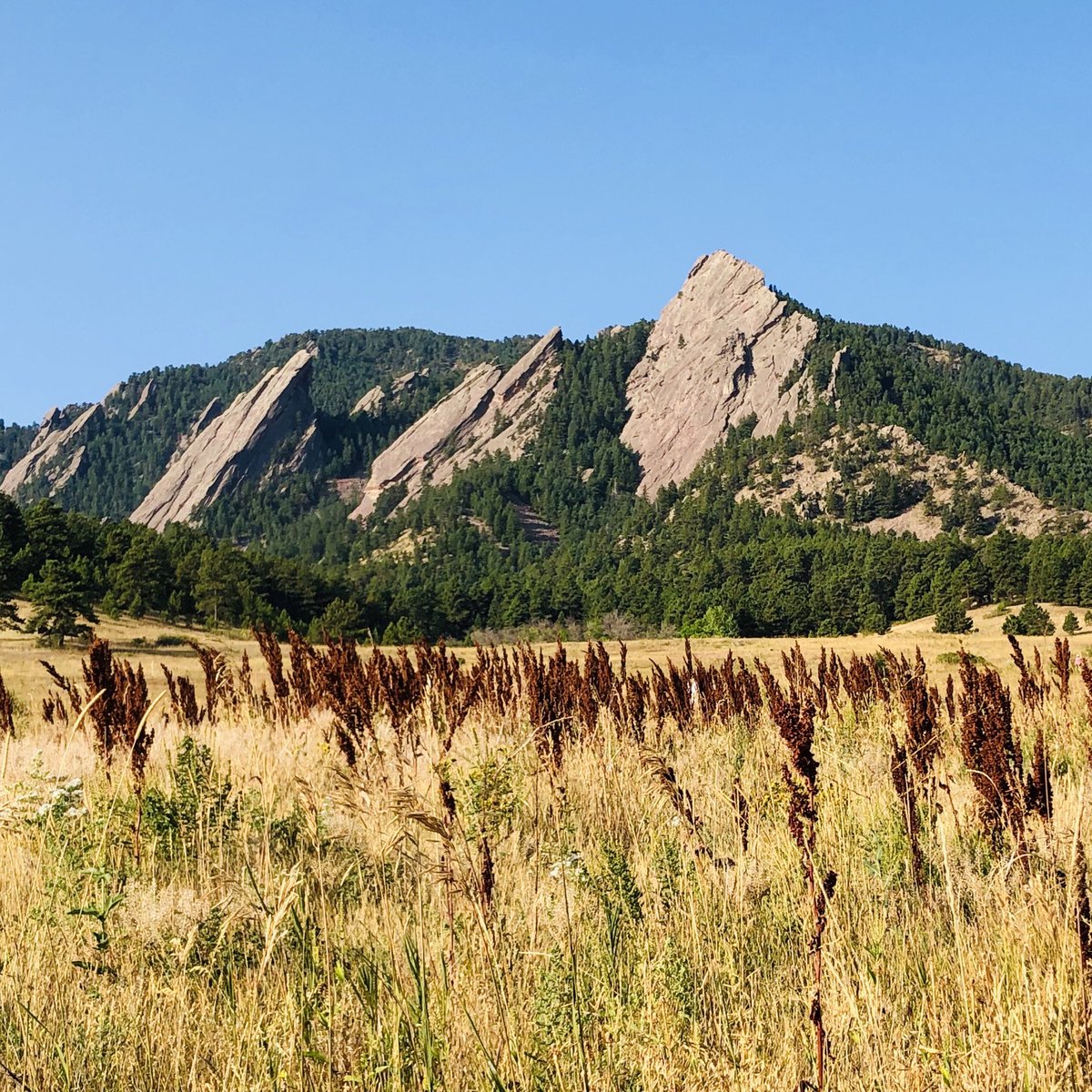 GaryWerner's tweet photo. Morning at Chautauqua Park in Boulder. https://t.co/t43mzMiAeg