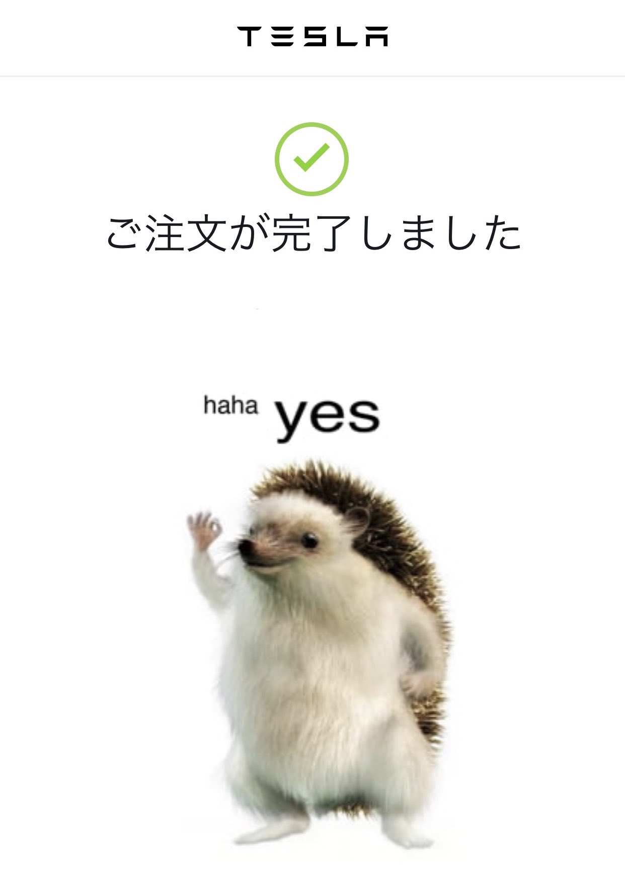 تويتر 濱渦伸次 Not A Hotel على تويتر テスラのハリネズミ がカワイイと聞いて T Co Ohisuufnno
