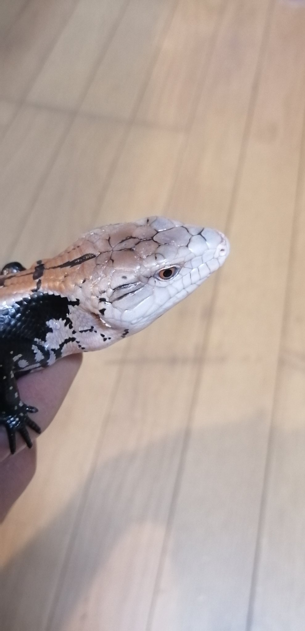 Reptileslime 新入荷生体 ハルマヘラアオジタトカゲ ホワイトヘッドタイプ 頭の白さがずば抜けて白い個体です 個体差はあるかも知れませんが オスメスのアオジタです ハルマヘラアオジタトカゲ 爬虫類 価格は 税別 お気軽にお問い合わせ
